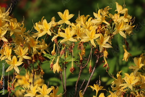 Flowering Yellow Azalea (Rhododendron luteum) in garden