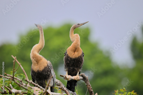 Tableau sur toile Pair of anhinga roosting on nest in habitat.