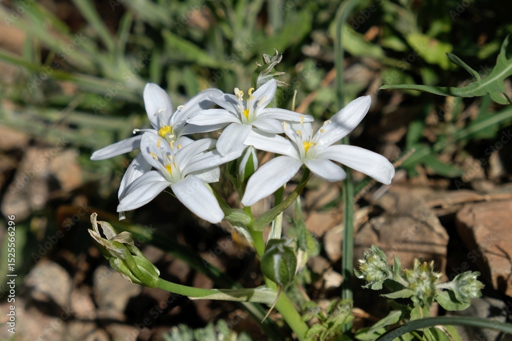 Obraz premium Close up of white flowers of Ornithogalum umbellatum, commonly known as Star of Bethlehem, met in Morocco, Atlas Mountains