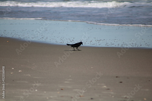 Boat-tailed Grackle at Myrtle Beach, SC