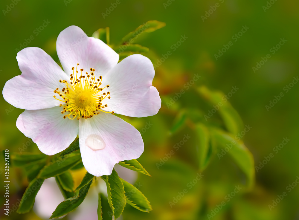 Obraz premium Close-up of a blooming wild rose flower (Rosa canina) with delicate pink petals and a yellow center, captured against a soft green background. Minimalist, natural macro
