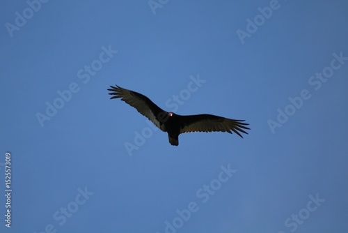 Turkey Vulture flying over Lake Norman