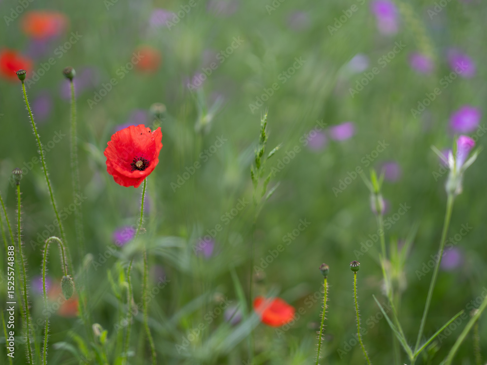 Fototapeta premium wild poppy