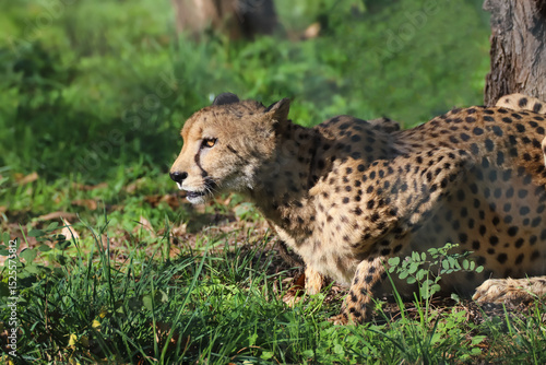 Posture du guépard aux aguets 