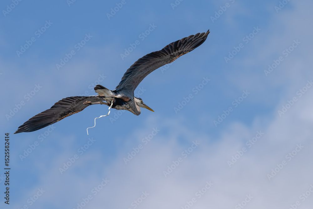 Fototapeta premium Great blue heron defecating in flight.