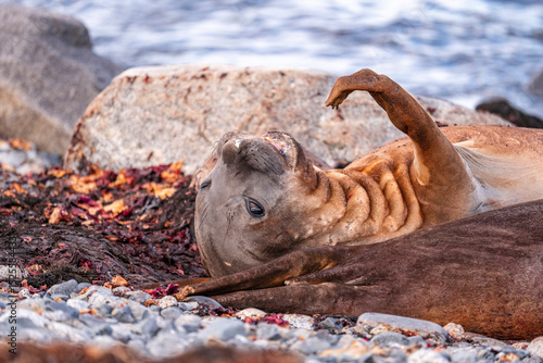 Elephant seals in Antarctica  photography