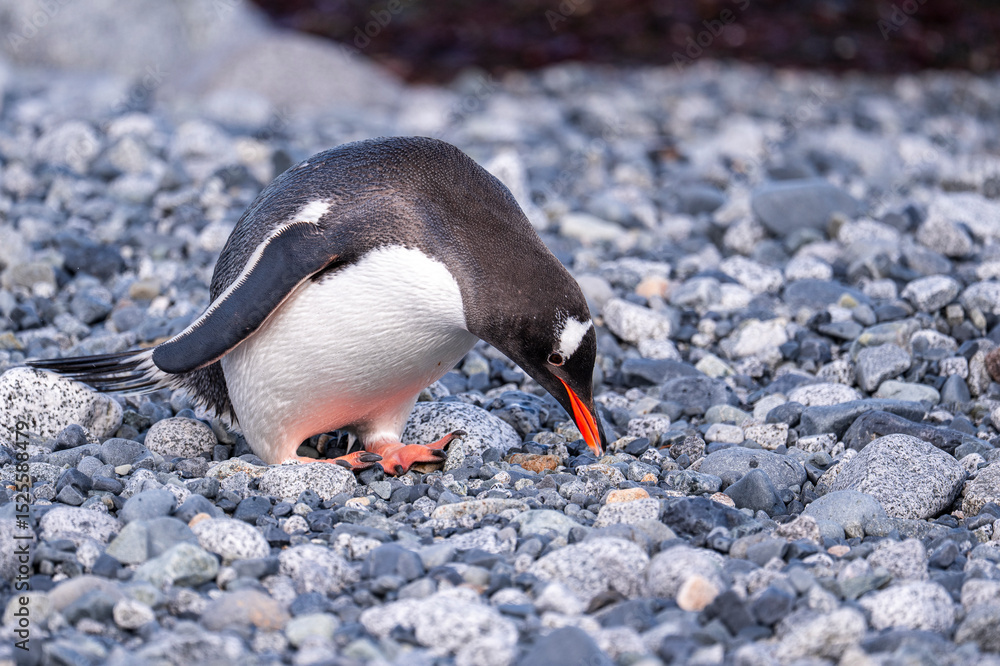 Fototapeta premium Gentooo penguin behavior in antarctica