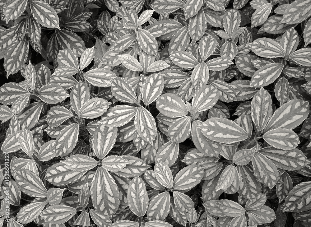 monochrome full-field view of small leaves of a hedge monochrome full-field view of small leaves of a hedge
