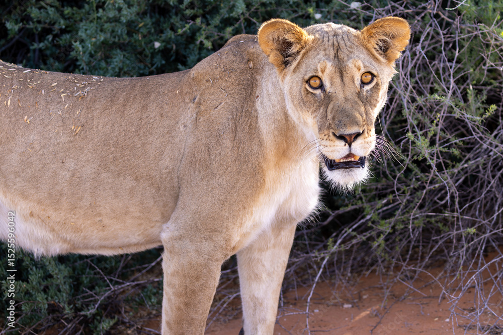 Obraz premium lion in the grass