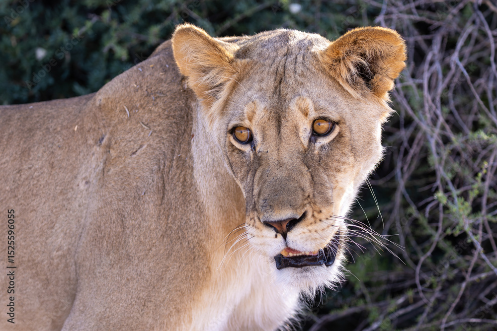 portrait of a lioness portrait of a lioness
