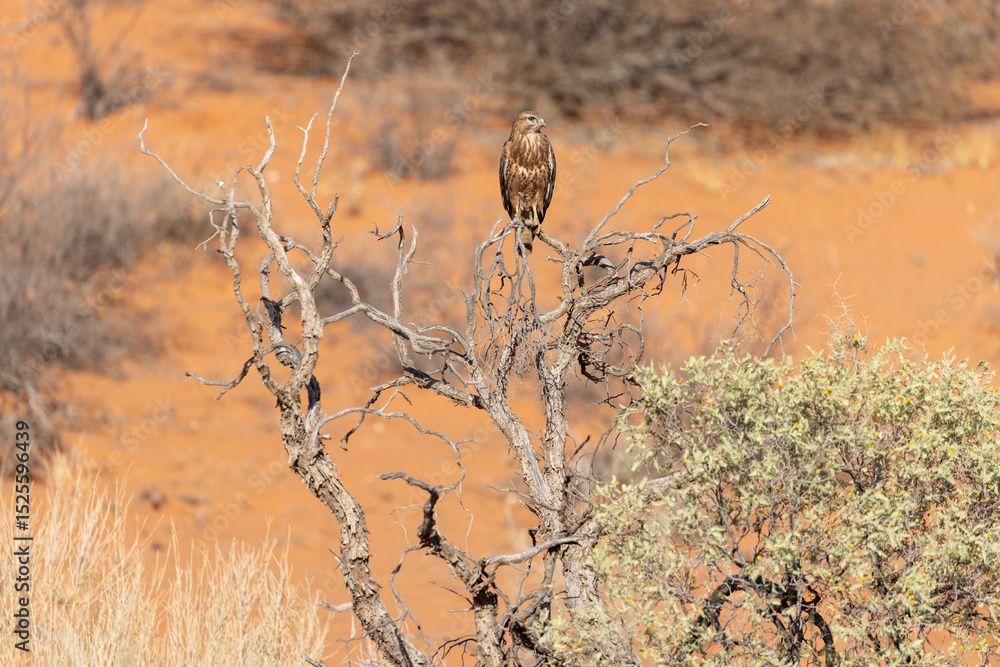 Fototapeta premium Buzzard in kgalagadi national park