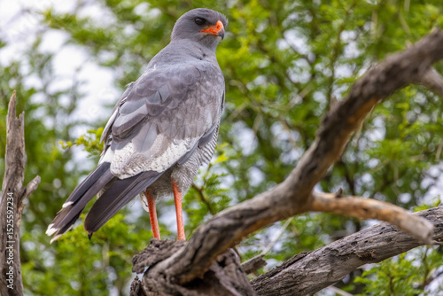 goshawk at karoo national park