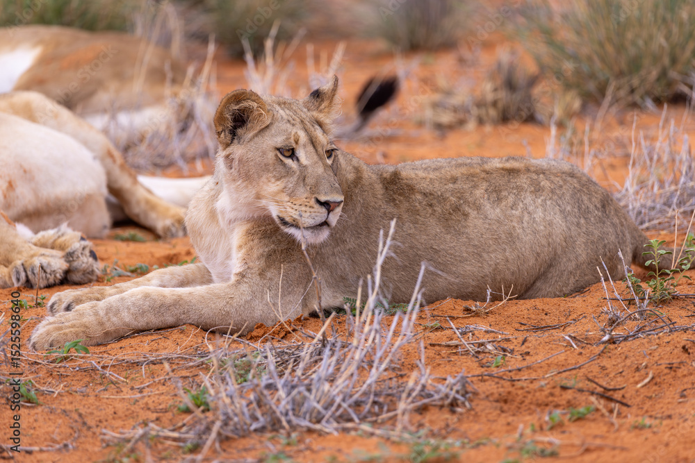 Obraz premium Lioness in Kgalagadi National Park