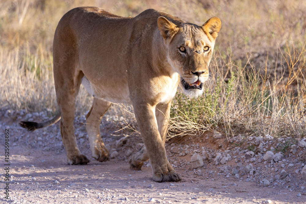 Naklejka premium Lioness in Kgalagadi National Park