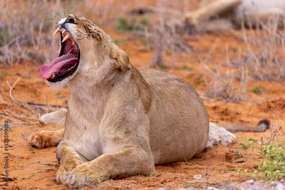 Naklejka premium Lioness in the Kgalagadi National Park