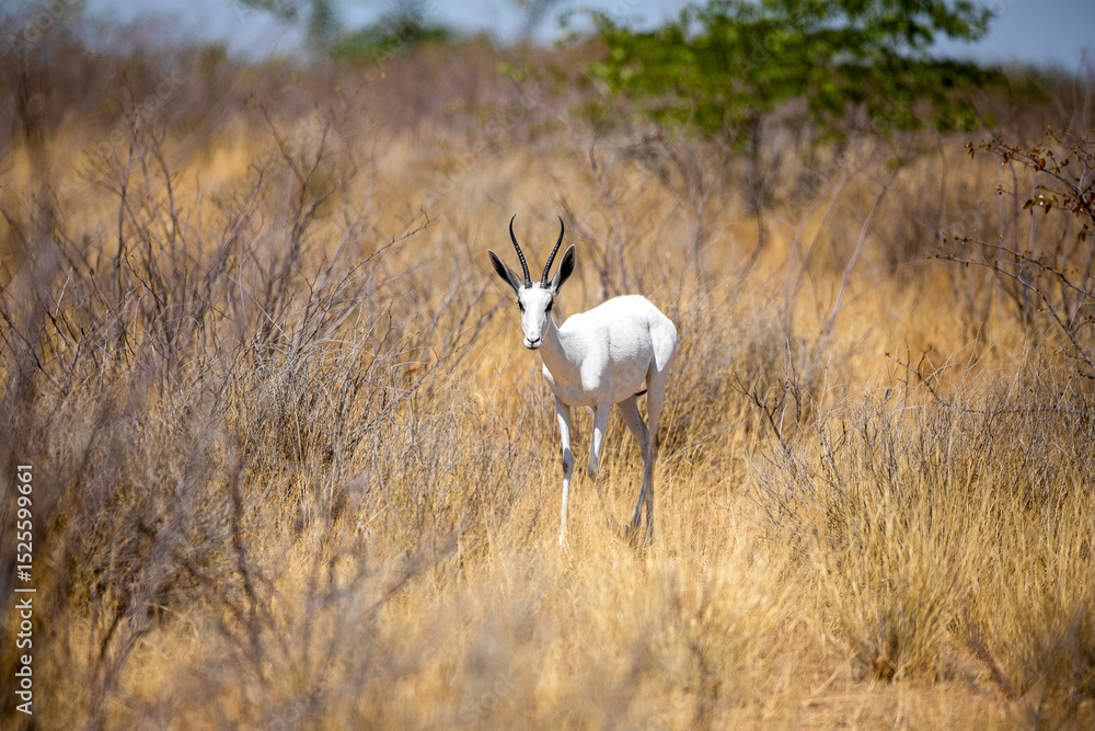 Obraz premium Very rare albino springbok, Etosha National Park, namibia.