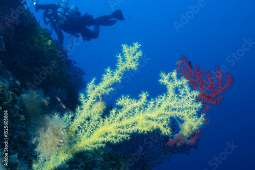 Ramo di gerardia savaglia cresciuta sullo scheletro di una gorgnia rossa, Paramuricea clavata, sullo sfondo un sub