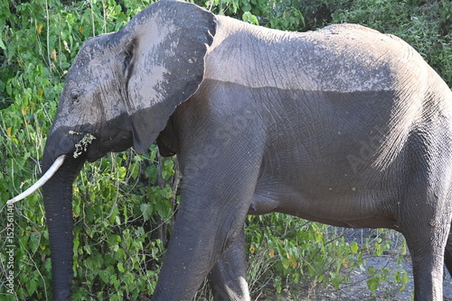 Photography elephant