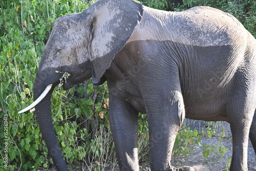 Photography elephant