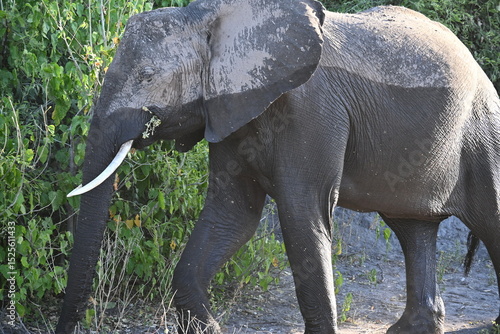 Photography elephant