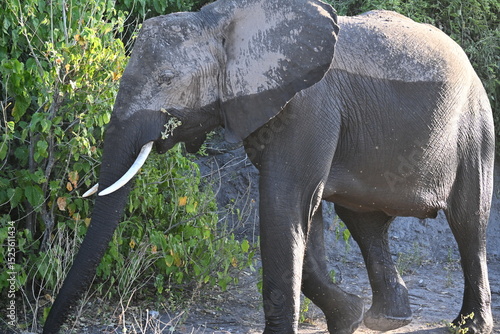 Photography elephant