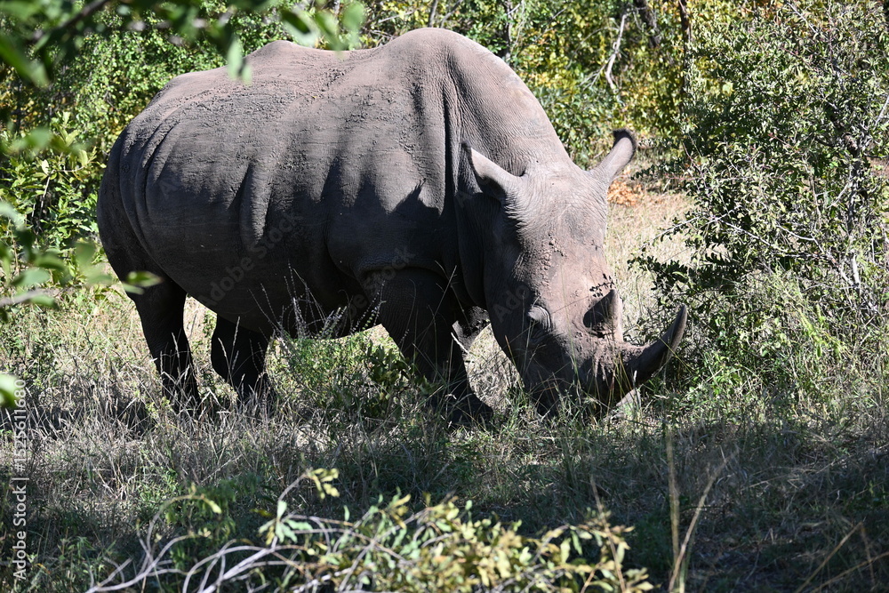 Obraz premium white rhino in the grass 