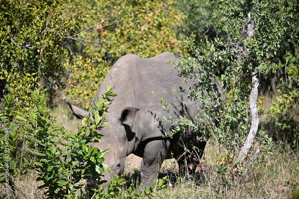 Fototapeta premium white rhino in the grass 