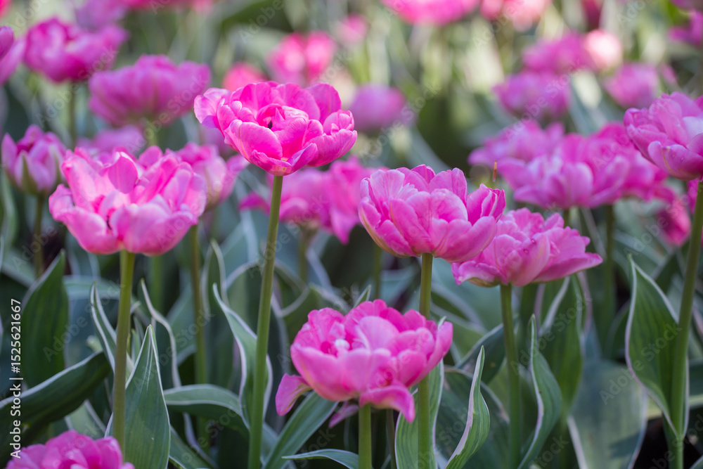 Fototapeta premium Closeup of purple tulips on a tulip field