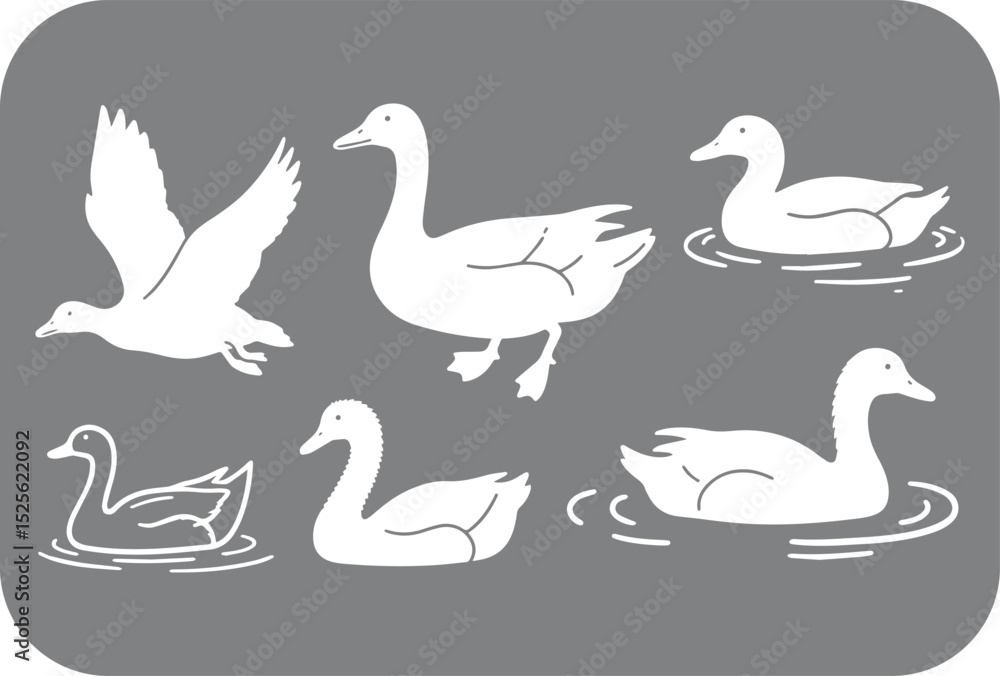 Fototapeta premium Stylized White Duck and Goose Silhouettes on Gray Background Including Flying Standing and Swimming Poses with Water Ripples Simple Vector Illustration This image