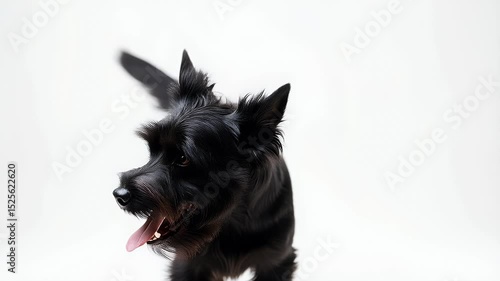 black and white dog