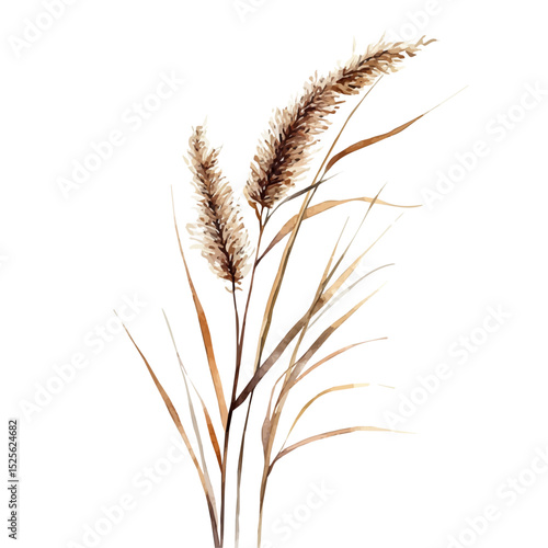 Reed, watercolor painting vector, high quality, isolated on a white background.