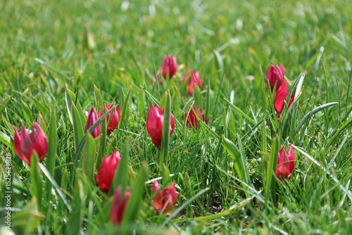 Tulips rocks grass. mountain wild tulips.High quality photo
