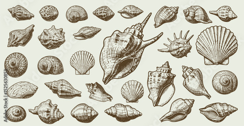 Set of various sea shells, corals oyster, and scallop. engraving vector illustration