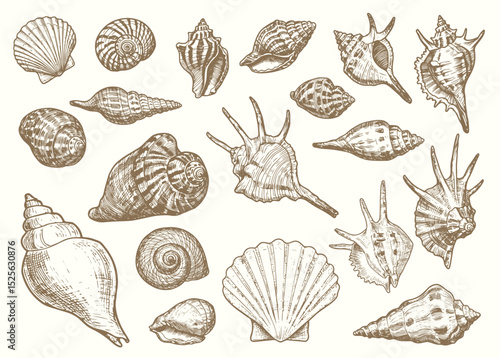 Set of various sea shells, corals oyster, and scallop. engraving vector illustration