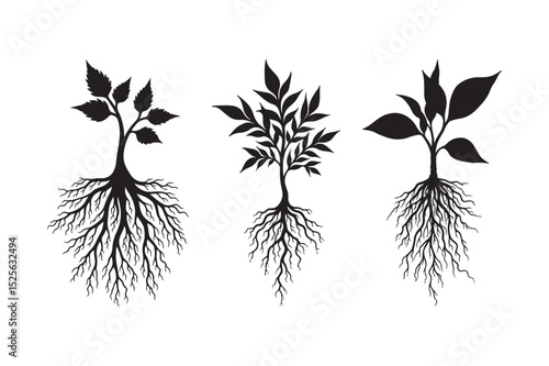 Three Silhouetted Plant Roots with Foliage