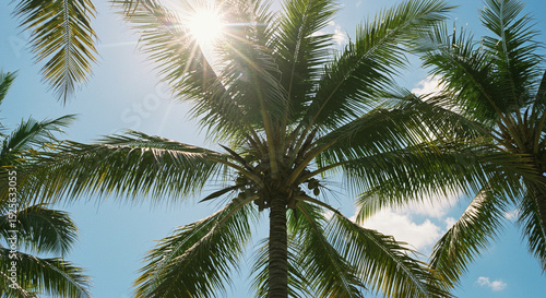Wallpaper Mural Palm trees reach towards the bright sun in a clear blue sky on a sunny day Torontodigital.ca