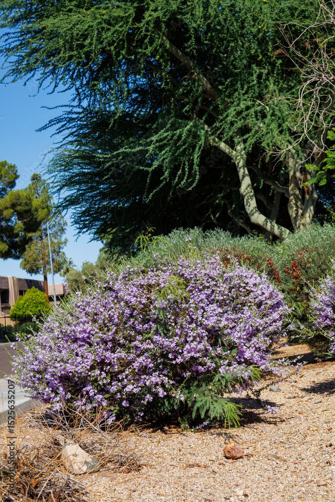 Obraz premium Blooming Leucophyllum Frutescens also known as Texas Sage or Texas Rangers Shrub
