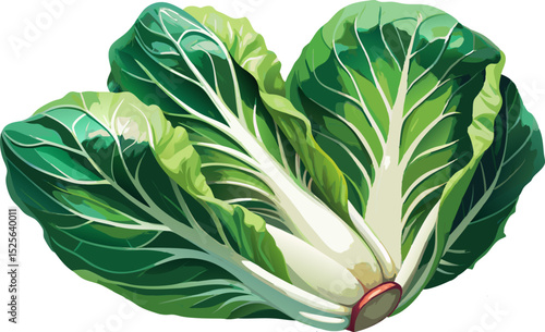 Fresh green romaine lettuce , A romaine lettuce neatly arranged on a white background