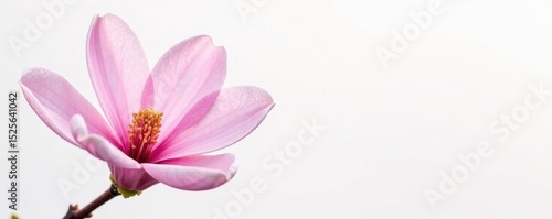 Isolated pink magnolia blossom, crisp detail, pure white background, closeup, magnolia, blossom