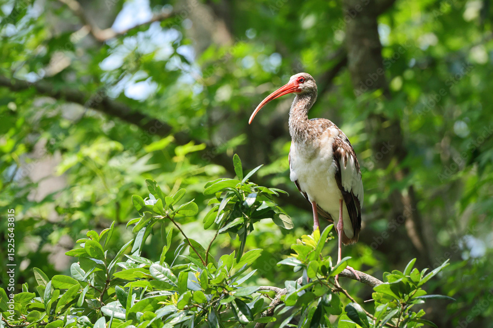 Fototapeta premium American white ibis perched vigilantly amongst green foliage. 
