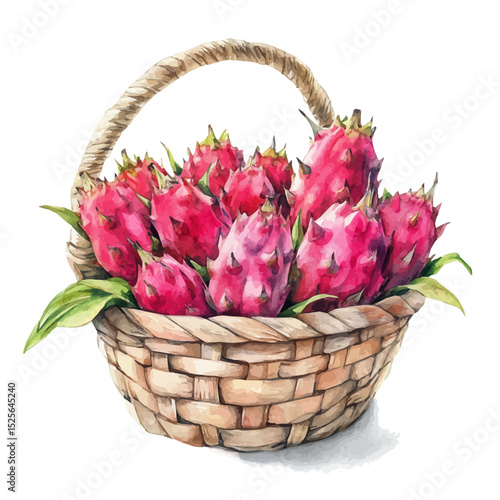 watercolor of Pitaya Fruit Basket, vector, isolated on a white background.