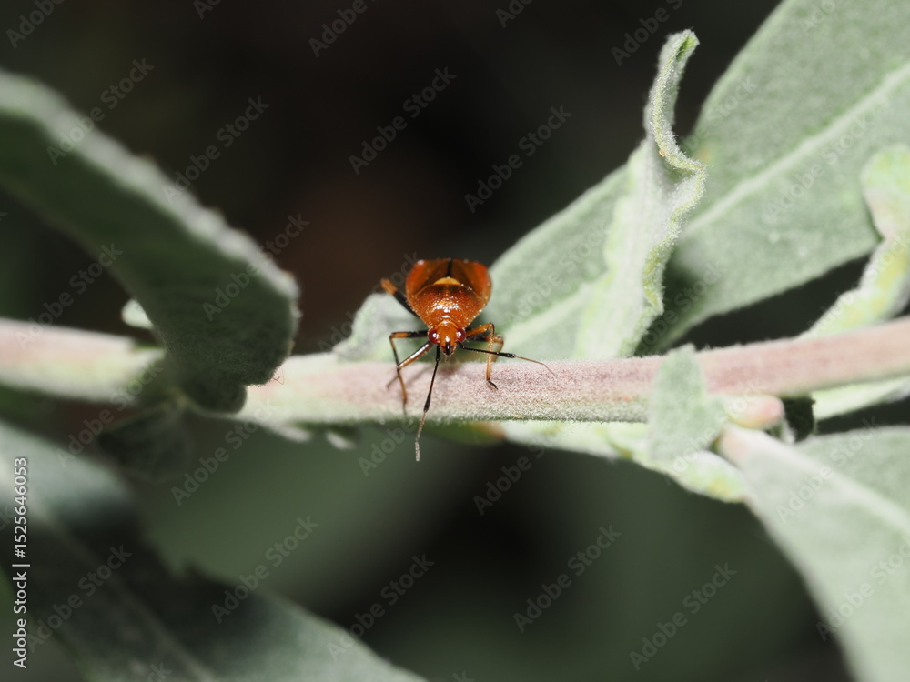 Naklejka premium Orius