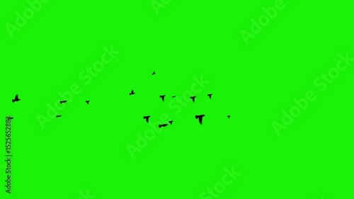 Flock of Black Birds Flying Across Green Screen  Chroma Key Footage for VFX and Compositing