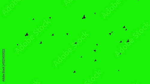 Flock of Black Birds Flying on Green Screen  Alpha Channel VFX Element for Compositing