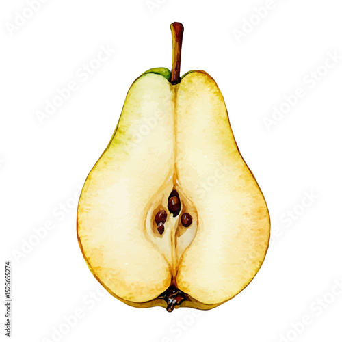 watercolor vector of Pear Slice, high quality, isolated on a white background.