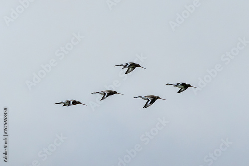 Canvas Print Black?tailed Godwit (Limosa limosa) in Dublin’s Bull Island – Estuarine Wader Ha