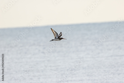 Photography Black?tailed Godwit (Limosa limosa) in Dublin’s Bull Island – Estuarine Wader Ha