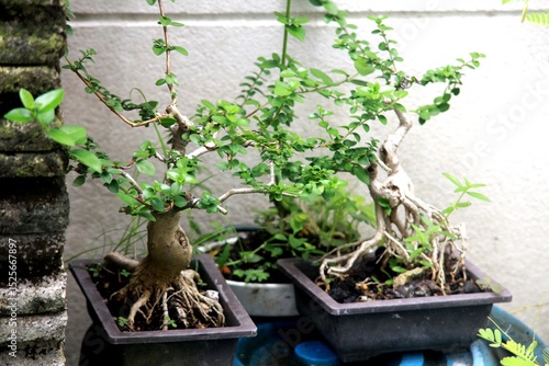 Bonsai is a tree that takes a long time to grow to the desired size