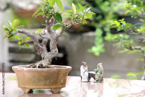 Bonsai is a tree that takes a long time to grow to the desired size