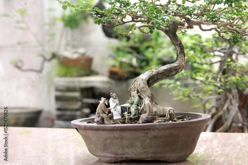 Bonsai is a tree that takes a long time to grow to the desired size